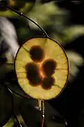 Šešulka měsíčnice roční (Lunaria annua)