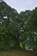 Lutotínská lípa