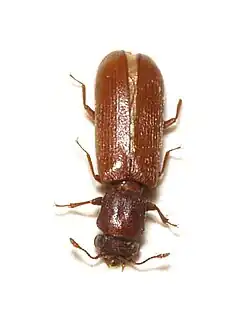 hrbohlav hnědý (Lyctus brunneus)