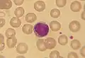 Lymfocyt