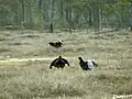 Tetřívci obecní ve Švédsku