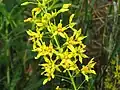 Severoamerická Lysimachia terrestris