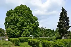 Lípa na hřbitově