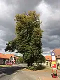 Lípa malolistá v Měšicích