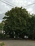 Lípa velkolistá v Měšicích