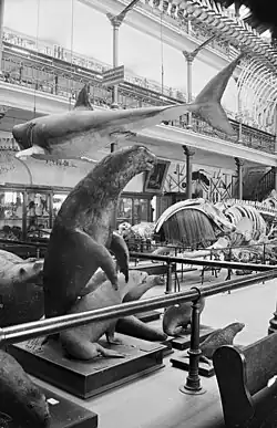 TePapa Interior of Otago Museum