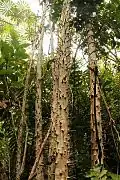Ostnité kmeny Macaranga spinosa