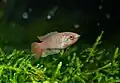 Macropodus ocellatus