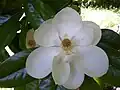 Šácholan velkokvětý (Magnolia grandiflora)