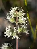 Origanum syriacum