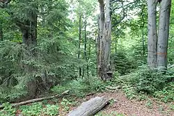 Veľký Javorník