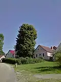 Malíkovská lípa