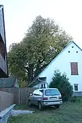 Lípa od silnice