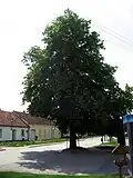 Lípa u školy