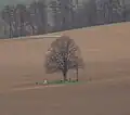 Lípa u Brněnského kříže