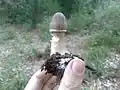 velice mladá plodnice