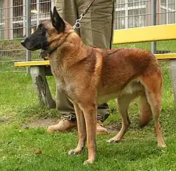 Středně dlouhý, středně nasazený krk belgického ovčáka malinois