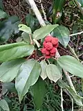 Plody Mallotus philippensis, zdroj červeného barviva kamala