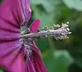 Detail květu slézu Malva assurgentiflora