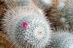 Mammilaria hahniana v květu.
