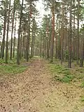 Cesta borem