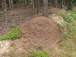Mraveniště