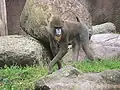 Mandrillus sphinx v ZOO v Ueckermünde
