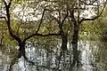 Mangrove poblíž Ifaty