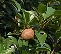 Plodící zapota obecná