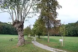 Lipová alej v přírodním parku