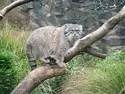 Manul v zoologické zahradě v Edinburghu