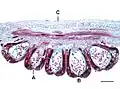 Řez listem a sporangii Angiopteris sp.