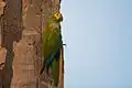 Orthopsittaca manilata