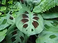 Listy Maranta leuconeura
