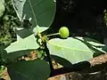 Nedozrálý plod margaritarie indické