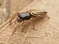 Marpissa grata
