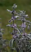 Marrubium astracanicum z jihozápadní Asie