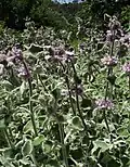 Marrubium supinum – druh západního Středomoří