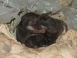 Tři do sebe zamotaná malá mláďata, evidentně ještě slepá a nemohoucí. Leží na hadrech a okolo je poškozený igelit.