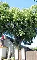 Martinovská lípa 1 památný strom