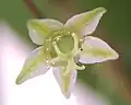 Detail květu Phyllanthus tenellus