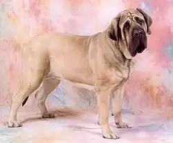 Anglický mastif