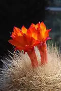 Matucana haynei subsp. herzogiana má husté trny a oranžové květy.
