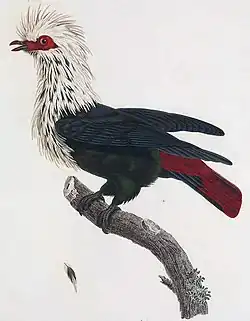 Ilustrace Pauline Knipové (1811) s tmavými končetinami