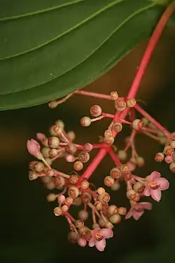 Medinilla speciosa