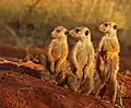 Tswalu Kalahari, Jižní Afrika