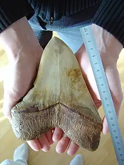 Zub megalodona