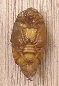 kukly chrousta obecného