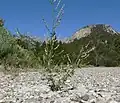Rostlina
