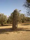 Izolovaný menhir Almendres
